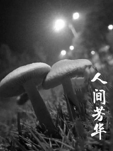 人间 芳菲尽